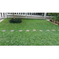ราคา ขายส่ง 100 กรัมหรือ 1 ขีด เมล็ดหญ้าไทเป หญ้ามาเลเซียแคระ Broadleaf Carpet Grass หญ้าสวนหย่อม สนามหญ้า หญ้า พันธุ์หญ้า ชนิดหญ้า หญ้าปูสนาม (20006831287)