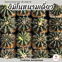 ราคา รวมยิมโน Gymnocalycium Mix แคคตัส กระบองเพชร cactus succulent (19335986162)