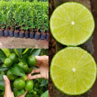 ราคา มะนาวแป้นสุขประเสริฐพันธุ์แท้ ดกเปลือกบาง ไร้เมล็ด น้ำเยอะกลิ่นหอม ทนโรคดี 1ปีติดผล (16849167559)