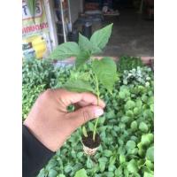 ราคา ต้นกล้า พริกชี้ฟ้า พริกหนุ่มเขียว มะเขือม่วงลิง ต้นกล้าพร้อมปลูก (4265954021)