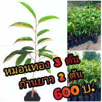 ราคา ทุเรียนก้านยาว (3242130830)