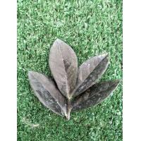 ราคา กวักมรกตดำ ใบสด ขั้นต่ำ3ใบ เพื่อปลูก กวักมรกตนิล กวักดำ ไม้ฟอกอากาศเหมาะวางในห้องนอน ไม้มงคล (17459378406)