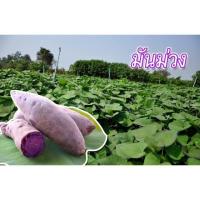 ราคา ต้นมันหวานญี่ปุ่น 100 ยอด ต้นมันเทศญี่ปุ่น ขายปลีก ส่ง (8886330965)