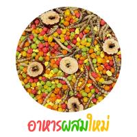 ราคา อาหารผสม โปรตีนสูง แบ่งขายกะปุกทดลอง บำรุง แฮมเตอร์ ชูการ์ กระรอก ดอร์เม้าท์ ตั้งครรภ์ คลอดลูก ตัวผอม กินยาก (20173399924)