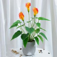 ราคา ต้นมอนสเตร่าปลอม ต้นไม้ปลอม ต้นไม้ตกแต่ง ต้นไม้ประดับ (10095564826)