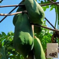 ราคา 100 เมล็ด มะละกอ ผลไม้ Papaya Seeds สายพันธุ์ มะละกอโกโก้ (21166677067)