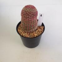 ราคา เรนโบว์ Rainbow Cactus แมมมิลลาเรีย Mammillaria แคคตัส กระบองเพชร MA00 (21059069301)