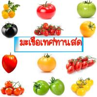 ราคา มะเขือเทศทานสด 10แถม1 ถูกที่สุด10บ เมล็ดพันธุ์มะเขือเทศทานสดทุกสายพันธุ์ 5 20 เมล็ด ปลูกง่าย โตไว มะเขือเทศทานสด (19110736685)