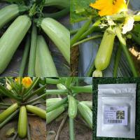 ราคา เมล็ด ซูกินี Green Zucchini Squash 4 20 เมล็ด ซูกินีหยก เขียวมรกต ซูกินี่ แตง พืชสวนครัว ผัก สวนครัว เมล็ดพันธุ์ (9876994660)