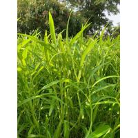 ราคา เมล็ดพันธุ์ ผักบุ้งจีน ผักบุ้งเรียวไผ่ ผักบุ้งไฟแดง 250 กรัม 10 เเถม 1 คละได้ (8787517818)