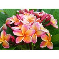 ราคา ต้นลีลาวดี ลีลาวดีแคระ พันธ์ ส้มกาฬสินธุ์ เป็นพันธ์ดังเดิม ออกดอกสีส้มสด สลับลายเส้นสีชมพูสด ดอกมีสีสัน สวยสดใส ดอกจะมีกลิ่นหอม ออกดอกเป็นช่อพวงใหญ่ จัดส่งในกระถาง 10 นิ้ว ต้นสูง 50 ซม (8599141744)