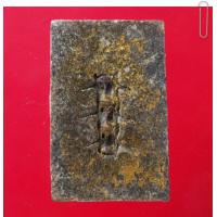 ราคา พระสมเด็จหลังก้างปลา พระสะสม พระเก่า พระกรุ พระเครื่อง jaeiamulrts (20149676537)