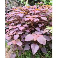 ราคา ต้นโพธิ์แดง ไม้มงคล ไม้นำโชค (17391011391)