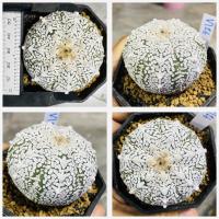 ราคา แอสโตรวี ไทป์ แอสโตร v ชุดที่2 แอสโตรไฟตั้มวีไทป์ Astrophytum V type กระบองเพชร แคคตัส (20544370492)
