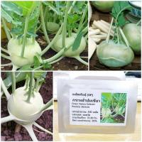 ราคา เมล็ดพันธุ์ กะหล่ำปมสีเขียว Green Vienna Kohlrabi Seed 500 เมล็ด ของแท้ เมล็ดพันธุ์พืช ผักสวนครัว เมล็ดพันธุ์ผัก (2452352476)