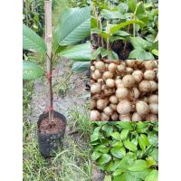 ราคา ต้นละไม แบบเสียบยอด สูง50 60เซนฯผลคล้ายมะไฟ ผลใหญ่รสหวาน (20914633819)