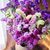 ราคา บอนสี บอนสีสวยๆ100เมล็ด เมล็ดพันธุ์ อย่าลืมฉัน Forget Me Not Seeds Flower Seeds บอนสีหายาก เมล็ดพันธุ์ เป็นไม้พุ่ม ดอกสีสันสวยงาม เมล็ดดอกไม้สวย เมล็ดดอกไม้ ต้นไม้มงคล บอนไซ ต้นไม้ฟอกอากาศ พันธุ์ดอกไม