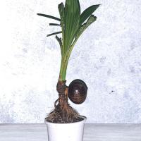 ราคา บอนไซมะพร้าวแคระ50 ให้ไปเลี้ยงต่อจัดส่งพร้อมกระถาง ตกแต่งบ้าน (16244236087)