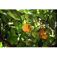 ราคา ต้นชะมวง ชะมวง หรือ ส้มโมง คนเคยลิ้มรสของแกงหมูชะมวง แกงส้มไข่ปลาเรียวเซียว แกงเนื้อใส่ใบชะมวง มีคุณค่า บำรุงร่างกายชั้นดี จัดส่งพร้อมถุง 6 นิ้ว ลำต้นสูง 60 70ซม (20978330288)