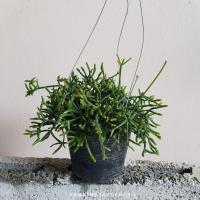 ราคา ริพซาลิสปะการัง กระถาง 4 นิ้ว (17295915360)