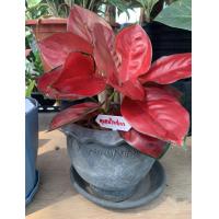 ราคา ต้นสุขสมใจปอง หรือ อโกลนีม่า Aglaonema ต้นอัญมณีแดง เป็นต้นราชาแห่งไม้ประดับ กระถาง 6 นิ้วใบสีแดงสวยดุจอัญมณีสีแดง เด่นที่สุดในตะกูล ว่าน มงคล ว่านไทย ปลูกแล้วดี เศรษฐีนิยม ต้นไม้มงคลเรียกทรัพย์ คนทำธ