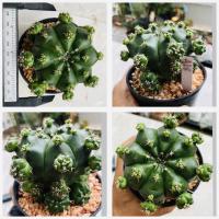 ราคา ยิมโนแม่ลูกดก Gymnocalycium anisitsii damsii cactus กระบองเพชร แคคตัส (20419761948)
