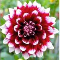ราคา 1 หน่อ เหง้า รักเร่ Dahlia Bulb สายพันธุ์ Duet หัวรักเร่ ดอกไม้ หัวหน่อ เหง้า นำเข้า เนเธอร์แลน หัวสดใหม่ (4688530862)