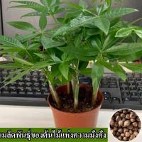ราคา พร้อมส่ง ง่ายต่อการปลูก Fortune Fortune 100 เมล็ด Fortune Pack 2 Pachira Fortune เมล็ดบอนไซสำหรับปลูก Fortune เมล็ดฟอกอากาศ เมล็ดดอกไม้ บอนไซที่หายาก เมล็ดบอนไซ ต้นไม้มงคล ไม้ประดับ ดอกไม้ ดอกไม้ บอน 