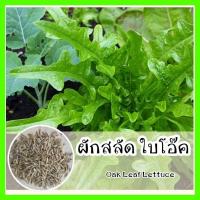 ราคา พร้อมส่ง รหัส 023 เมล็ดพันธุ์แท้ OP ผักสลัดใบโอ้ค สลัดขอบใบหยักคล้ายใบต้นโอ้ค สีเขียว ปลูกง่าย ราคาถูก แท้ 100 Oak Leaf Lettuce เมล็ดพันธุ์ผัก (6145694778)