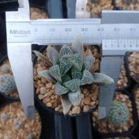 ราคา ฮาโวเทีย Haworthia ไม้ชำหน่อ ขนาด 3 5 ซม ต้นกระบองเพชร ต้นแคคตัส แคคตัส กระบองเพชร (16527937361)