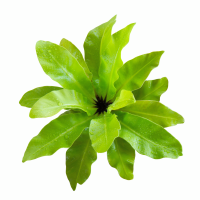 ราคา เฟิร์นข้าหลวงโอซาก้า เฟิร์นรังนก เฟิร์น เฟิน เฟิร์นข้าหลวง ข้าหลวงหลังลาย (19950372069)