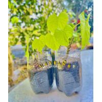 ราคา ต้นบอระเพ็ด บอระเพ็ดพร้อมปลูก (20870167662)