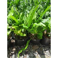 ราคา 2 ต้นต่อออเดอร์ เฟิร์นฮาวาย ใบดก ส่งพร้อมกระถาง6นิ้ว เฟินฮาวายPhymatosorus scolopendria Burm f Pic Serm (13502119251)