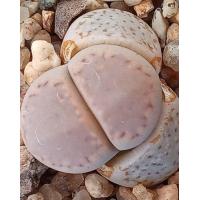 ราคา 18 เมล็ด ไลทอป กระบองเพชร ไม้อวบน้ำ กุหลาบหิน แคคตัส Living Stone Lithops คนนิยมปลูกมาก สายพันธุ์ amicorum (19904609924)
