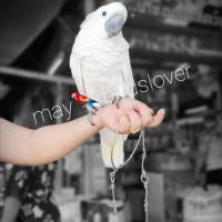 ราคา โซ่นกแก้วสแตนเลสแท้สำหรับแอฟริกันเกรย์ อิเล็คตัส กระตั้วพร้อมชุดห่วงตัว S ความยาว 23 นิ้วเหมาะสำหรับเกาะไหล่พาไปเที่ยว บริการเก็บเงินปลายทาง สำหรับคุณ (16196709256)