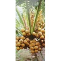 ราคา ต้น หน่อ มะพร้าว มะพร้าวน้ำหอม สีทอง น้ำหวานผลดก สีสวย พันธุ์หายาก พันธุ์เตี้ย 2ปีติดผล (20968294889)