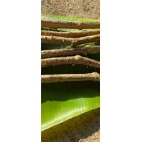 ราคา กิ่งตำลึงเป็นท่อนๆ สำหรับปักชำ 15 บาท (17414607683)