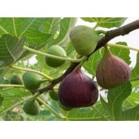 ราคา 10 เมล็ด เมล็ดมะเดื่อฝรั่ง Figs สายพันธุ์ japanBTM6 มะเดื่อฝรั่ง หรือ ลูกฟิก Fig อัตราการงอก 70 80 Figs seeds (9079152859)