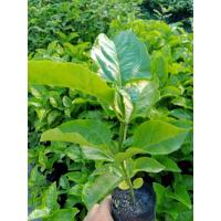 ราคา ต้นเสาวรสไทนุง เปลือกสีม่วง ซื้อ 2 แถม 1 (7960454742)