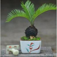 ราคา หัวหน่อ ต้นปรงญี่ปุ่น แคระ Cycas siamensis ต้นรอบลำต้นขนาด 25 30 ซม (8683715576)