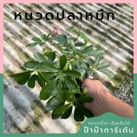 ราคา ต้นหนวดปลาหมึก ส่งพร้อมกระถาง (21093854284)