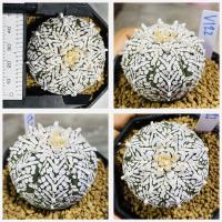 ราคา แอสโตรวี ไทป์ แอสโตร v ชุดที่2 แอสโตรไฟตั้มวีไทป์ Astrophytum V type กระบองเพชร แคคตัส (20544370488)
