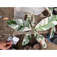 ราคา กล้วย แดงอินโด กล้วยทรงคุณค่า ปลูกประดับสวยงาม (18825613623)