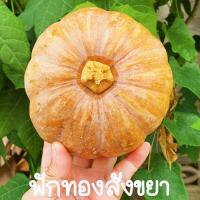 ราคา ฟักทองสังขยา ถูกที่สุด10บ เมล็ดพันธุ์ฟักทองสังขยา5 30เมล็ด ปลูกง่าย ลูกดก ผลเล็ก (15588995429)