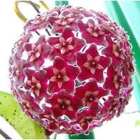 ราคา ต้นโฮย่า โฮย่ากระดุมแดง กระถางขนาด 3 นิ้ว ต้นไม้ที่เป็นสัญลักษณ์ของความรัก โฮย่า Hoya ไม้เลื้อยดอกสวย ออกดอกบ่อย (21008093926)