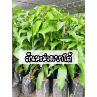 ราคา ต้นมะม่วงเบาใต้ ต้นแข็งแรงโตไว (19450658318)