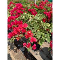 ราคา ต้นเฟื่องฟ้า ใบด่าง Bougainvillea สีบานเย็น เฟื่องฟ้าใบด่าง ต้นสูง 35 45 ซม ในกระถาง 8 นิ้ว ดอกไม้แห่งความรุ่งเรือง ดอกกระดาษ Paper Flower เฟื่องฟ้าสาวิตรี เฟื่องฟ้าไม้ประดับ เป็นไม้พุ่ม ไม้เลื่อย ดอก
