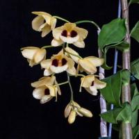 ราคา เอื้องช้าวน้าว กล้วยไม้ กระถาง 8 นิ้ว 8 10 ลำต้น สูง 8 12 นิ้ว ดอกก พ เม ย กล้วยไม้ป่าแท้ กล้วยไม้ป่าหอม กล้วยไม้ป่าขวด Taeng Suan shop (15505203462)