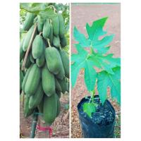 ราคา ต้นมะละกอแขกนวล ต้นเตี้ย พร้อมปลูก ติดผลเร็วดก (17093154606)