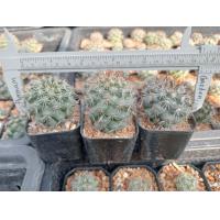 ราคา แมมชูแมน Mammillaria Schumannii ไม้เมล็ด ขนาด 4 5 ซม ต้นกระบองเพชร ต้นแคคตัส แคคตัส กระบองเพชร (21170071598)